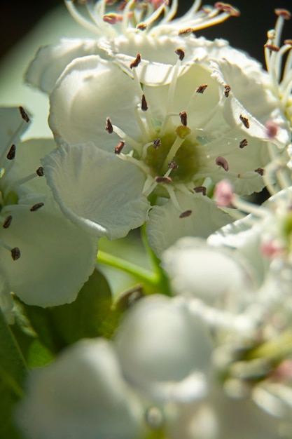 Frühling in voller Blüte Nahaufnahme Weiße Kirschblumen blühender Baumbrunch Weicher selektiver Fokus