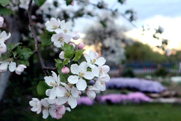 Frühling ist eine Zeit der Blüte und Bewunderung hell blühende Zweige eines Apfelbaums an einem Maiabend vor dem Hintergrund der Dorfhäuser Platz für Text