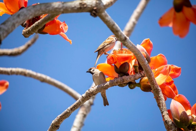 Frühling Kapok Saison Kapok blühende Vögel Taiwan