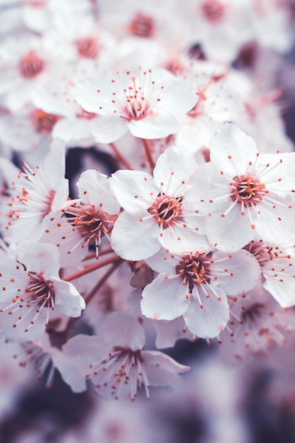 Frühling Kirschblüte frische Blumen Obstbaumzweig Blühende Sakura Blumenhintergrund schöne Tapete Naturmuster Selektiver Fokus Weiße Blütenblätter Nahaufnahme