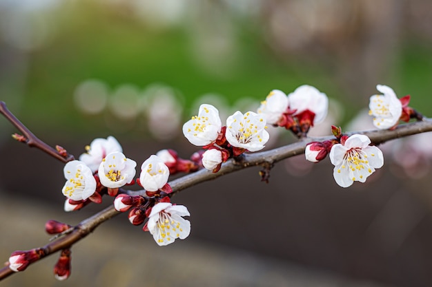 Frühling Kirschblüten, rosa Blüten.