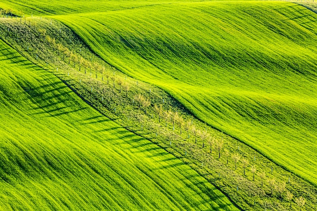 Frühling ländliche Naturlandschaft mit jungen Bäumen auf grünen welligen Hügeln. Südmähren, Tschechien