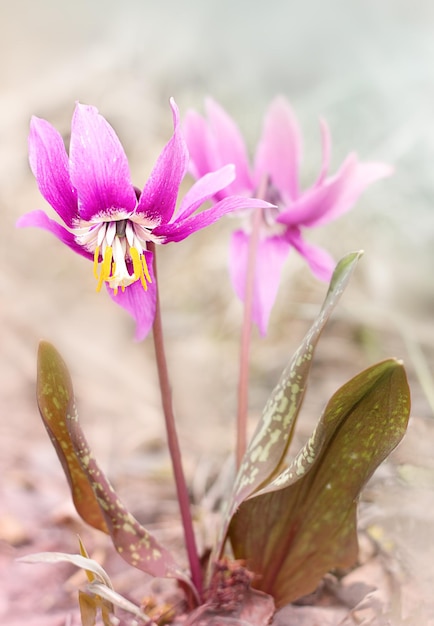 frühling lila blume im freien nahaufnahme