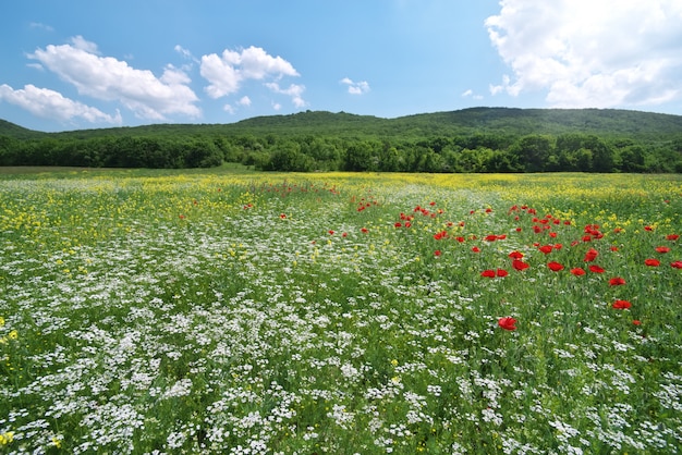 Frühling Medoaw von Blumen