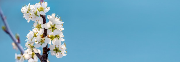 Frühling mit Pflaumenblüten auf einem hellblauen