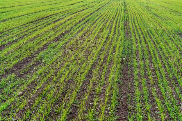 Frühling mit Weizenpflanzen, die regelmäßige Reihen bilden