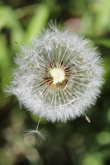 Frühling Natur. Blätter und Sträucher mit den ersten grünen Blättern im Park im Frühjahr. Grüne Blätter an den Zweigen im Frühling.