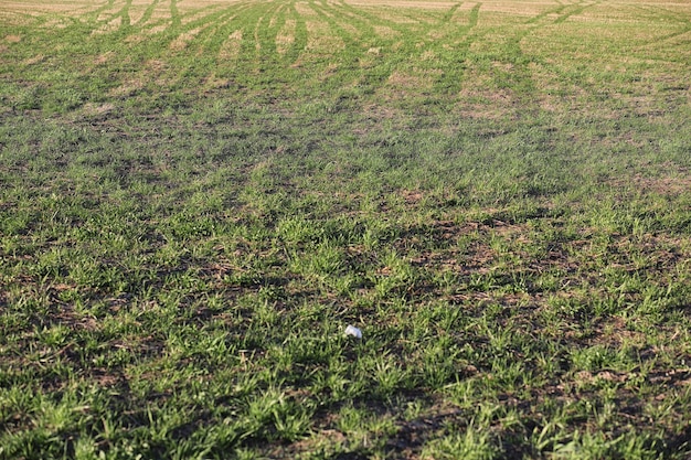 Frühling Natur. Blätter und Sträucher mit den ersten grünen Blättern im Park im Frühjahr. Grüne Blätter an den Zweigen im Frühling.