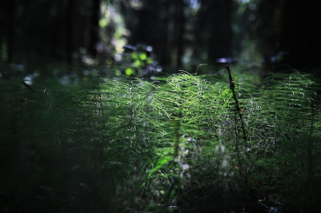 Frühling Natur Hintergrund Grün von Bäumen und Gräsern an einem sonnigen Frühlingsmorgen Waldlandschaft