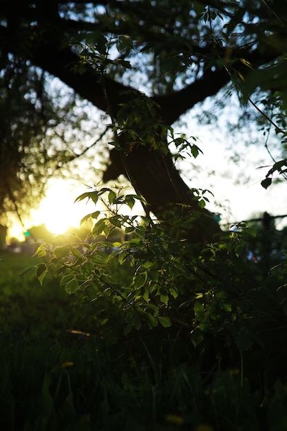 Frühling Natur Hintergrund Grün von Bäumen und Gräsern an einem sonnigen Frühlingsmorgen Waldlandschaft