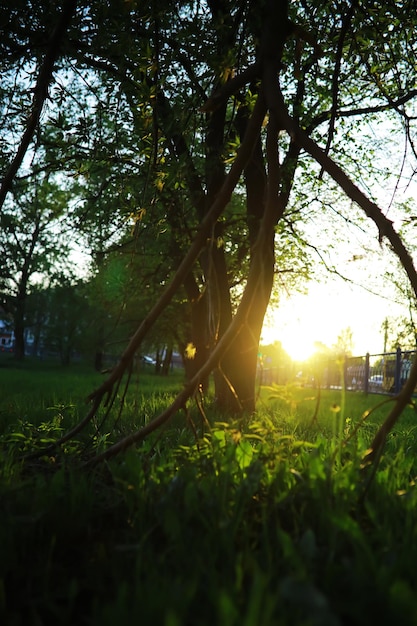 Frühling Natur Hintergrund Grün von Bäumen und Gräsern an einem sonnigen Frühlingsmorgen Waldlandschaft