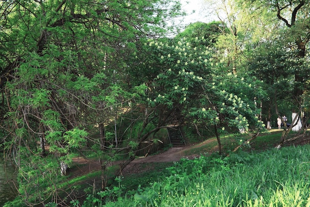 Frühling Natur Hintergrund Grüne Bäume und Gräser an einem sonnigen Frühlingsmorgen Waldlandschaft