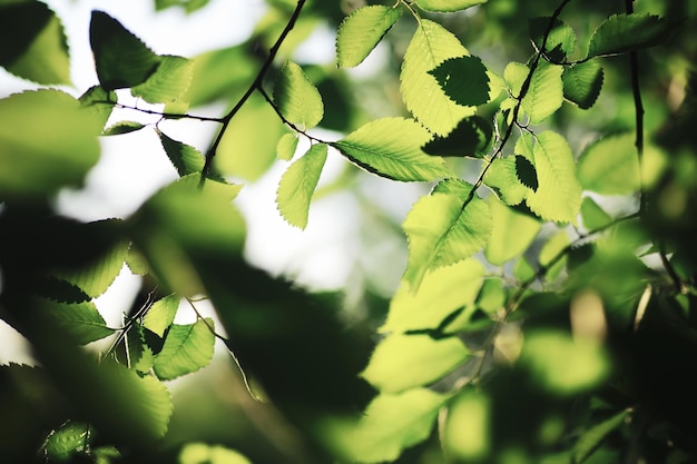 Frühling Natur Hintergrund Grüne Bäume und Gräser an einem sonnigen Frühlingsmorgen Waldlandschaft