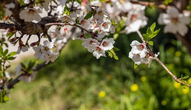 Frühling Ostern Mandelbaum blühende Nahaufnahme