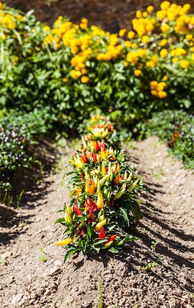 Foto frühling. peperoni-pflanze in einem gemüsegarten