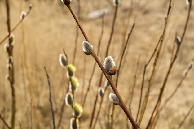 Frühling Pussy Willow