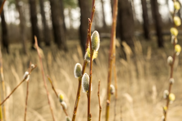 Frühling Pussy Willow