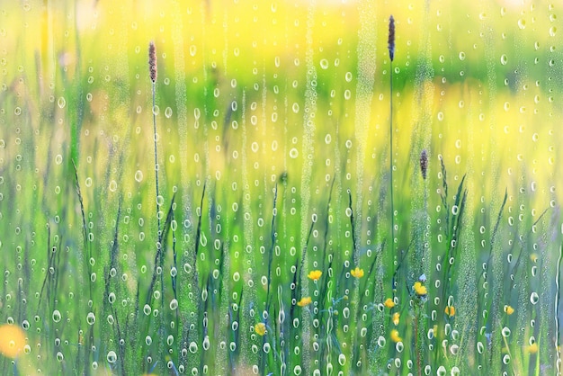 frühling regen blumen hintergrund blüte feld natur frisch grün wassertropfen