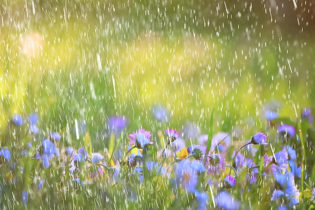 frühling regen blumen hintergrund blüte feld natur frisch grün wassertropfen