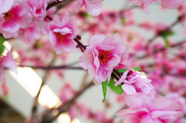 Frühling rosa Kunststoff Sakura Blume schmücken einen Garten.