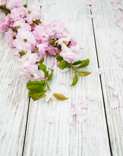 Foto frühling sakura blüte