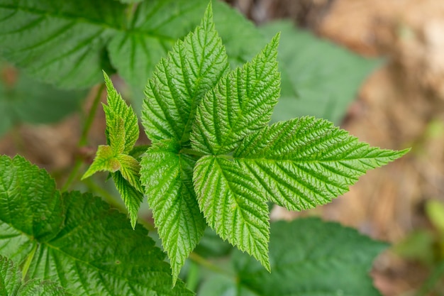 Frühling sanfte Blätter und Knospen der europäischen roten Himbeere Rubus idaeus. Grüne Knospen auf einem Zweig im Frühjahr, selektiver Fokus, Nahaufnahme.