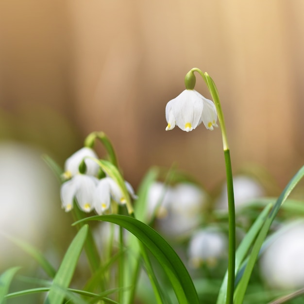 Frühling Schneeflocken Blumen. (Leucojum vernum carpaticum) Schöne blühende Blumen im Wald mit natürlichen farbigen Hintergrund.