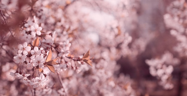 Frühling schöner Kirschblütenhintergrund