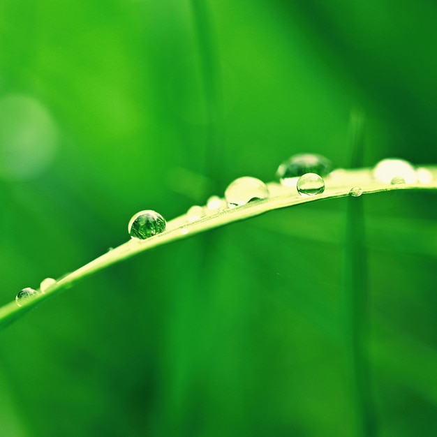 Frühling Schöner natürlicher Hintergrund aus grünem Gras mit Tau- und Wassertropfen Saisonales Konzept Morgen in der Natur