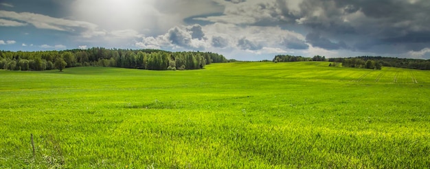 Frühling sonniger Tag Waldwolke Hintergrund Selektiver Fokus