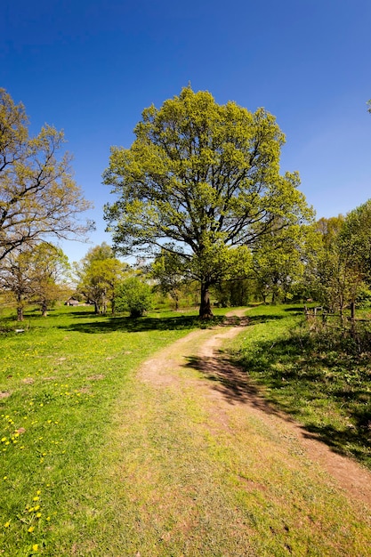 Frühling Straßenfrühling