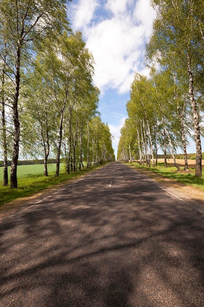 Frühling Straßenfrühling