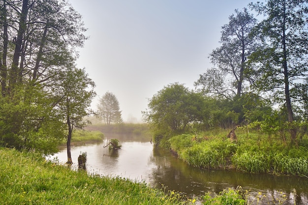 Frühling Sunrise Landschaft River in malerischen Park Sommer nebligen ruhigen Morgen ländliche Szene Creek in nebligen Wäldern Erlen am Flussufer