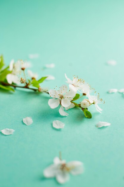 Frühling türkisfarbener Hintergrund mit Kirschblütenzweigen Blauer Desktop-Draufsichtrahmen Kopierbereich