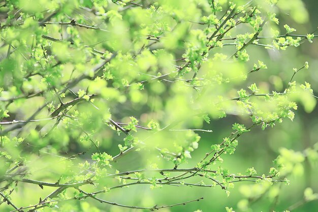 frühling verzweigt sich junge blätter, abstrakter hintergrund saisonaler märz april, knospen auf zweigen natur