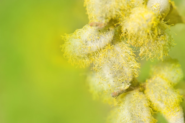 Frühling Weidenkätzchen Blume Weidenblüte am Himmel Hintergrund Schöne Weidenkätzchen Blumen Leere Kopie Raum