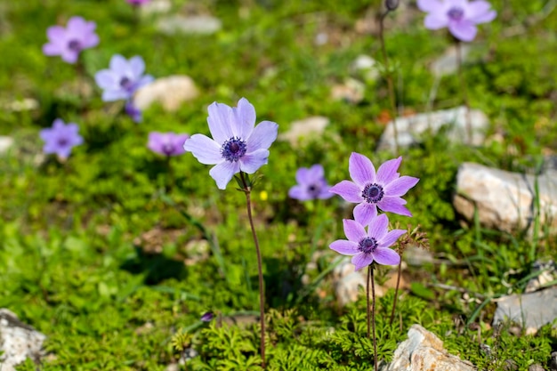 Frühling; wilde Blume; Anemone (Anemone coronaria)