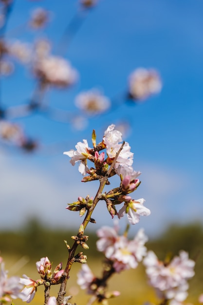 Frühling