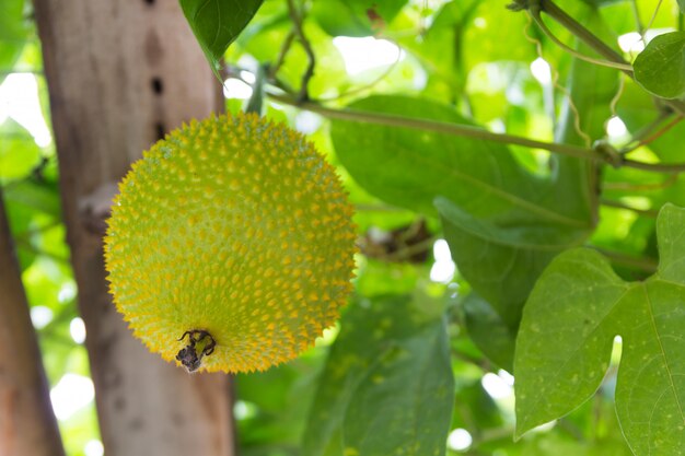 Frühlings-bittere Gurke am Garten