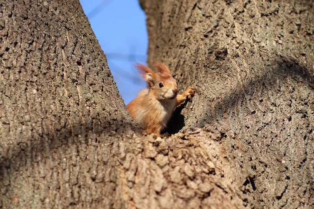 Frühlings-Eichhörnchen auf einem Baum