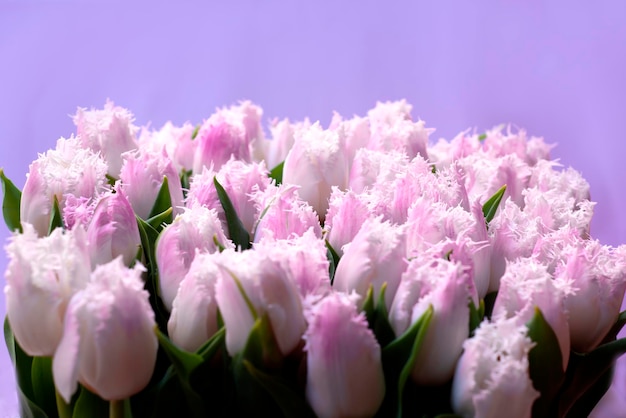 Frühlings-Hintergrund aus delikaten ungewöhnlichen Tulpen mit auf einem Schaufenster für Womens Mothers Day Sale