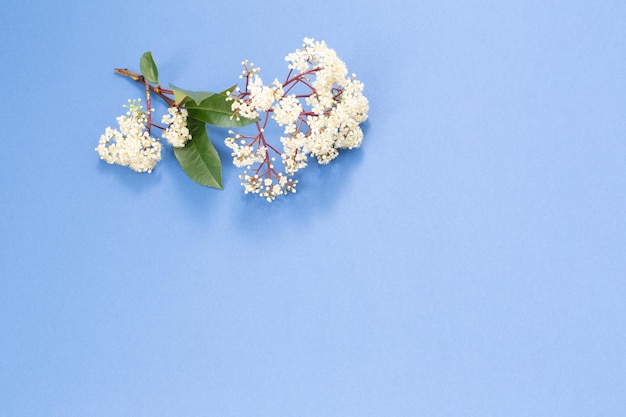 Frühlings-Holunderblüten auf blauem Hintergrund