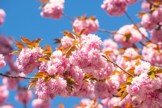 Frühlings-Kirschblüte-Festival-Kirschblüten-Bäume Sakura-Frühlingsblumen-Hintergrund