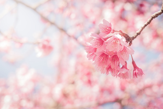 Frühlings-Kirschblüten volle Blüte