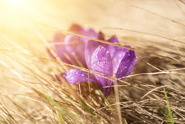 Frühlings-Krokus-Blume