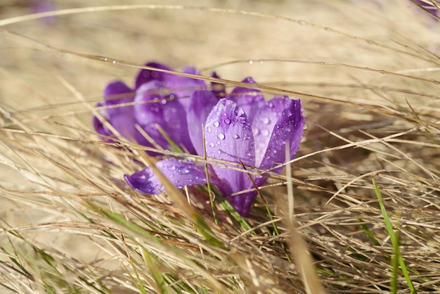 Frühlings-Krokus-Blume