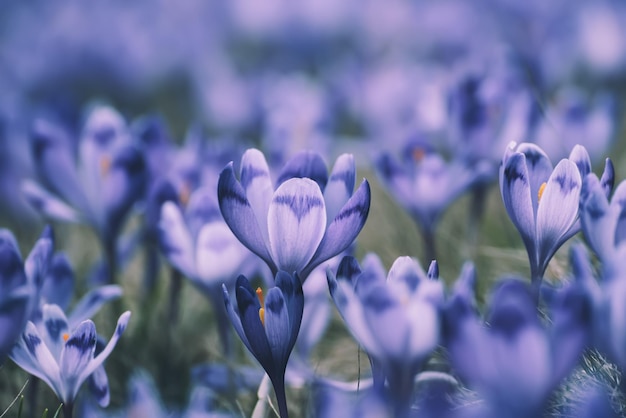 Frühlings-Krokusblüten