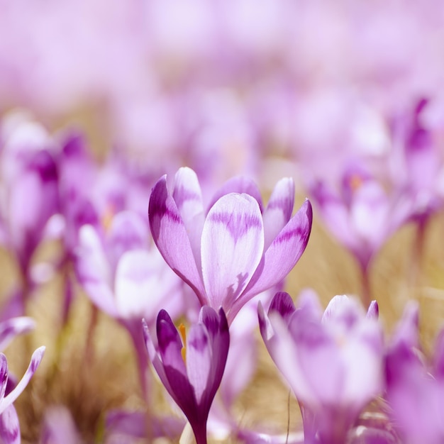 Frühlings-Krokusblüten