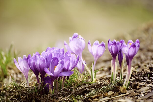 Frühlings-Krokusblüten