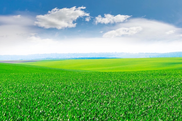 Frühlings- oder Sommeransicht mit grünem Feld und malerischem blauem Himmel mit weißen Wolken Feld mit grünem Gras